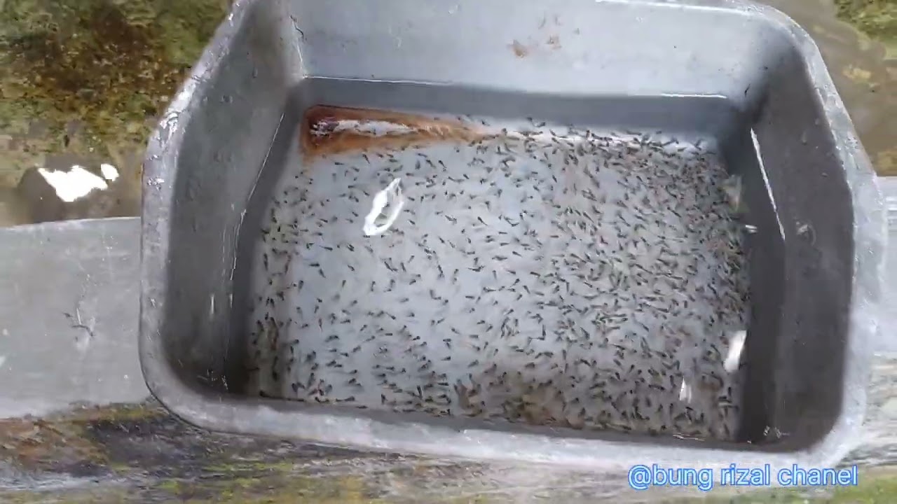 #2 update perkembangan larva nila umur 1 minggu