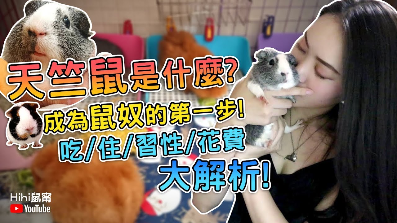 【天竺鼠】天竺鼠是什麼？成為鼠奴的第一步！吃/住/習性/花費大解析！