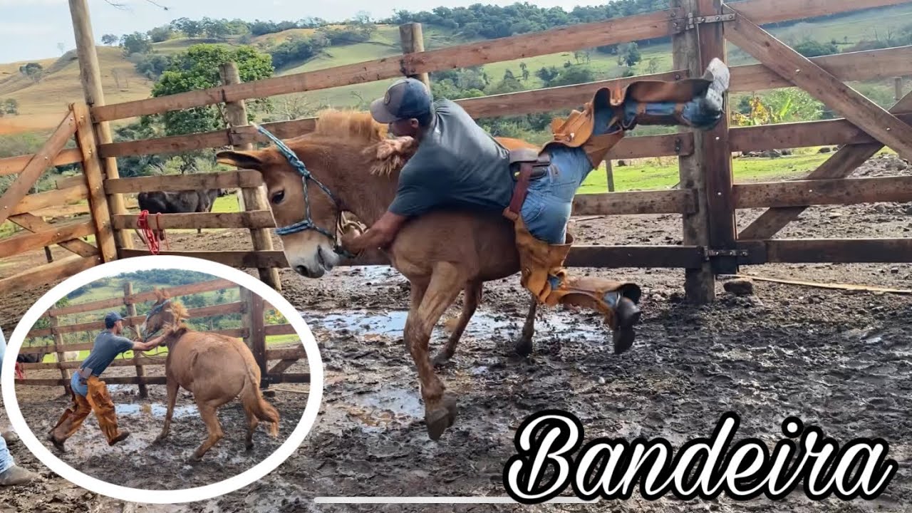 “Mula não queria aceitar montar a pelo e quase derruba o Peão”