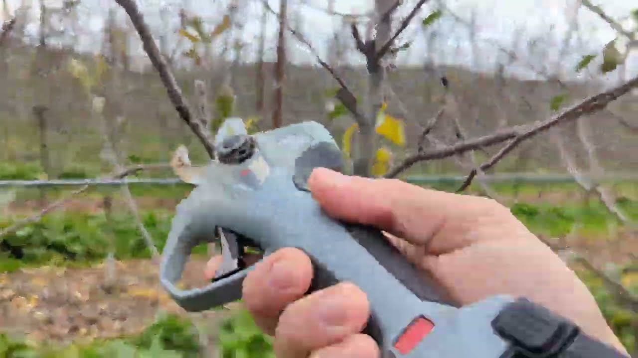 The time for pruning has arrived.Red Velox,Mema Star,Jeromine Apples varieties