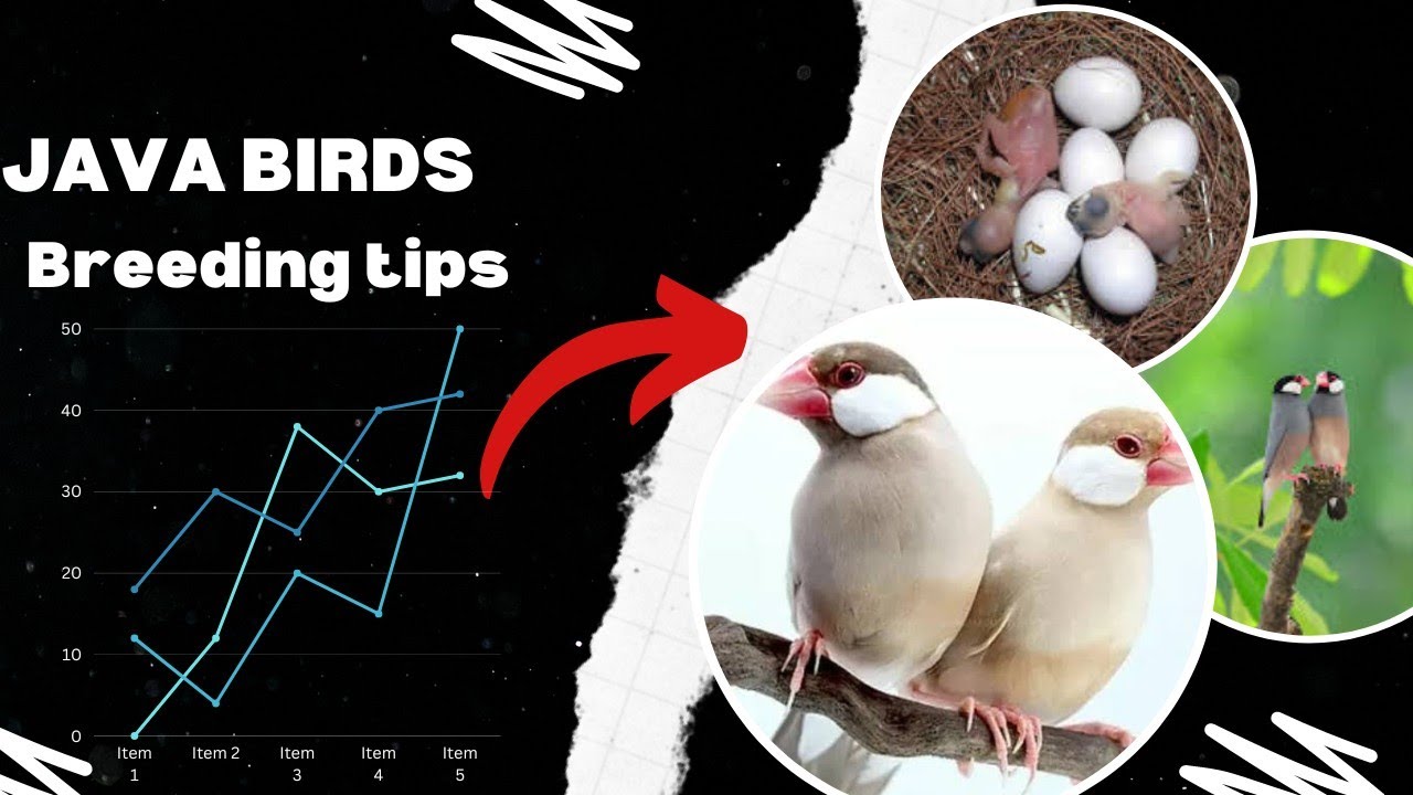Java birds breeding tips | java birds breeding season | All information about java sparrow.