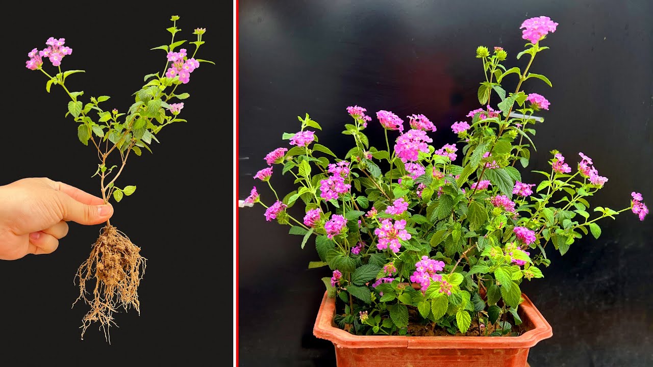 Отличные советы по размножению пятицветного цветка (Lantana camara). Много цветов через 2 месяца