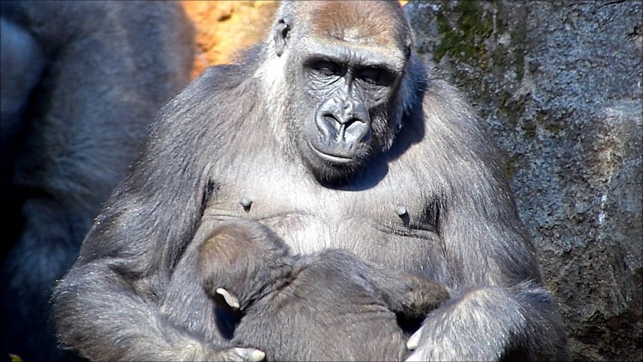 上野動物園ゴリラの赤ちゃんリキくん生後4ヶ月(Gorilla baby , 4 months old)