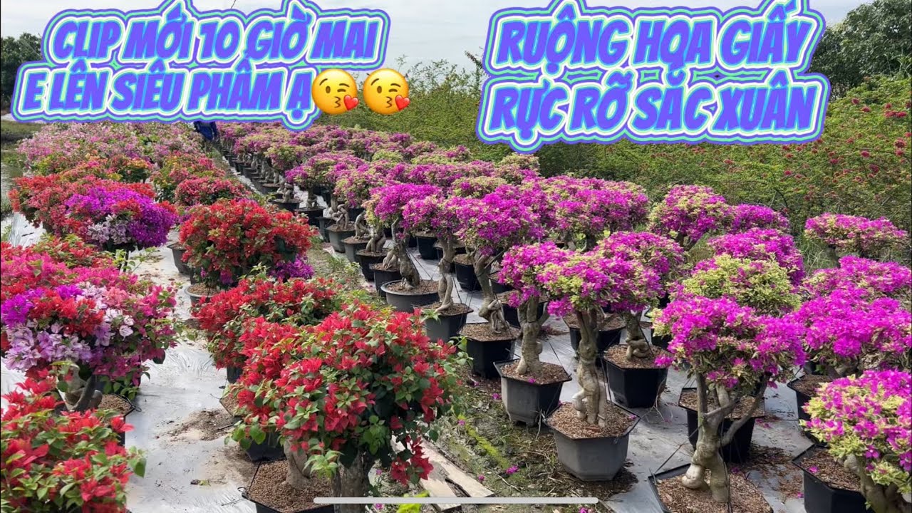 Phát trực tiếp của Hoa kiểng Xuyên Võ