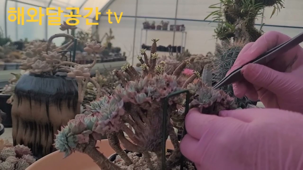 하엽정리 ✨️🌹🐰🍀👌🩵🌵🌟
