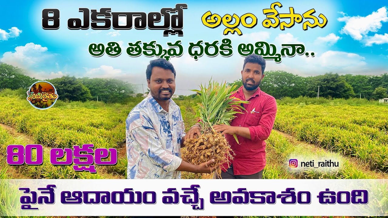 అల్లం సాగు రైతు విజయ గాధ | GINGER FARMING | GINGER CULTIVATION | SUCCESS STORY ON GINGER |NETIRAITHU