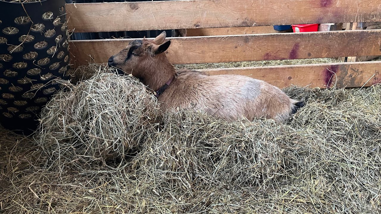Ginger is in labor | baby goat video tomorrow | goat signs of contraction and labor