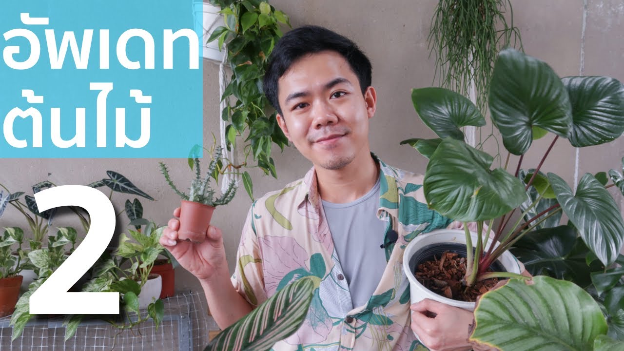 อัพเดทต้นไม้  2 | Uncle Bank