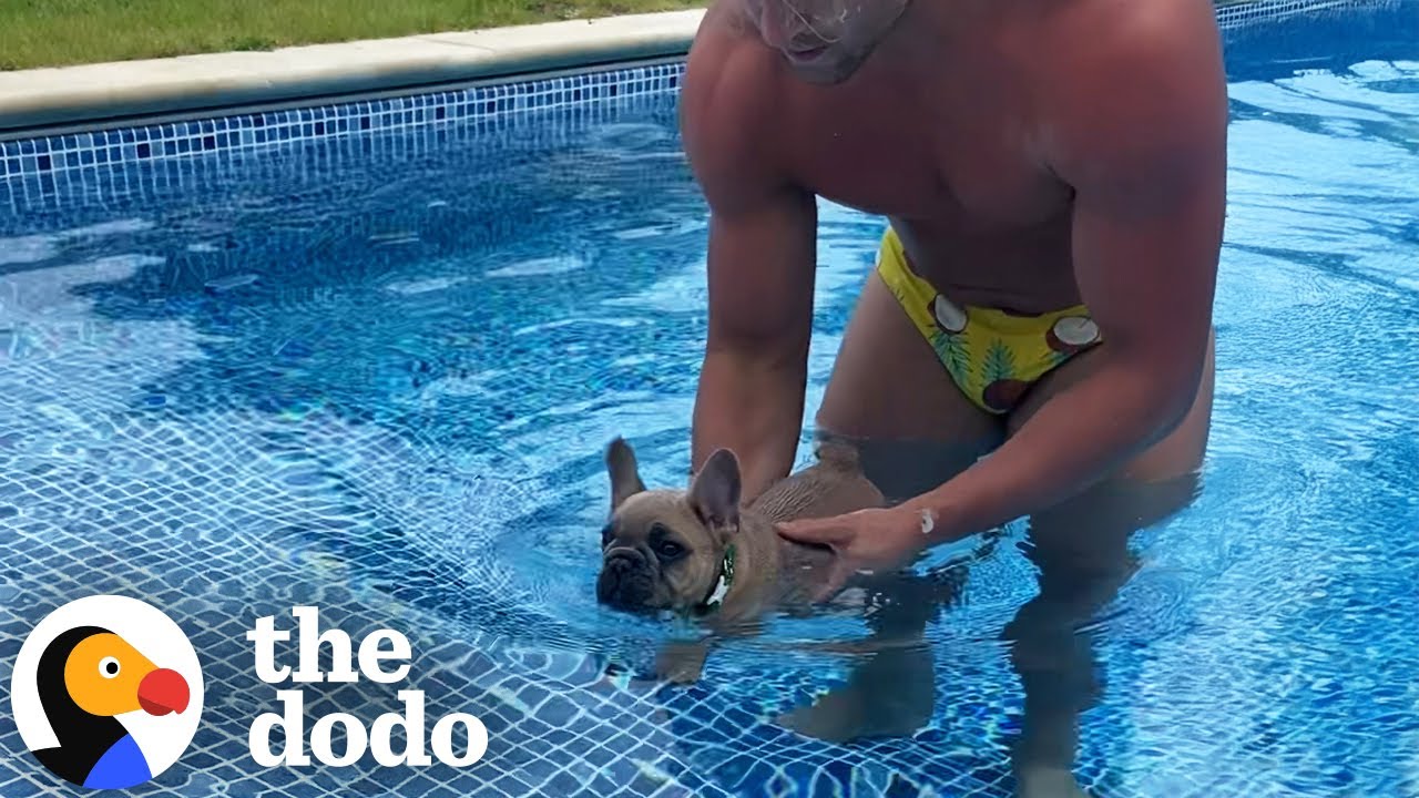 Pool-Obsessed Dog Spends His Whole Summer In The Water  | The Dodo