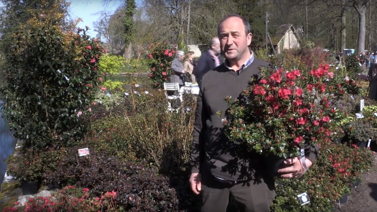 L'AZALEE JAPONAISE, un bel ARBUSTE de PRINTEMPS  - Conseils de plantation et de culture