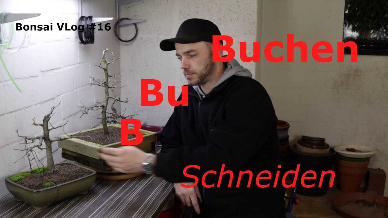 Buchen Frühjahrsschnitt Rotbuche, Blutbuche und Hainbuche - Fagus und Carpinus | Bonsai VLog #16
