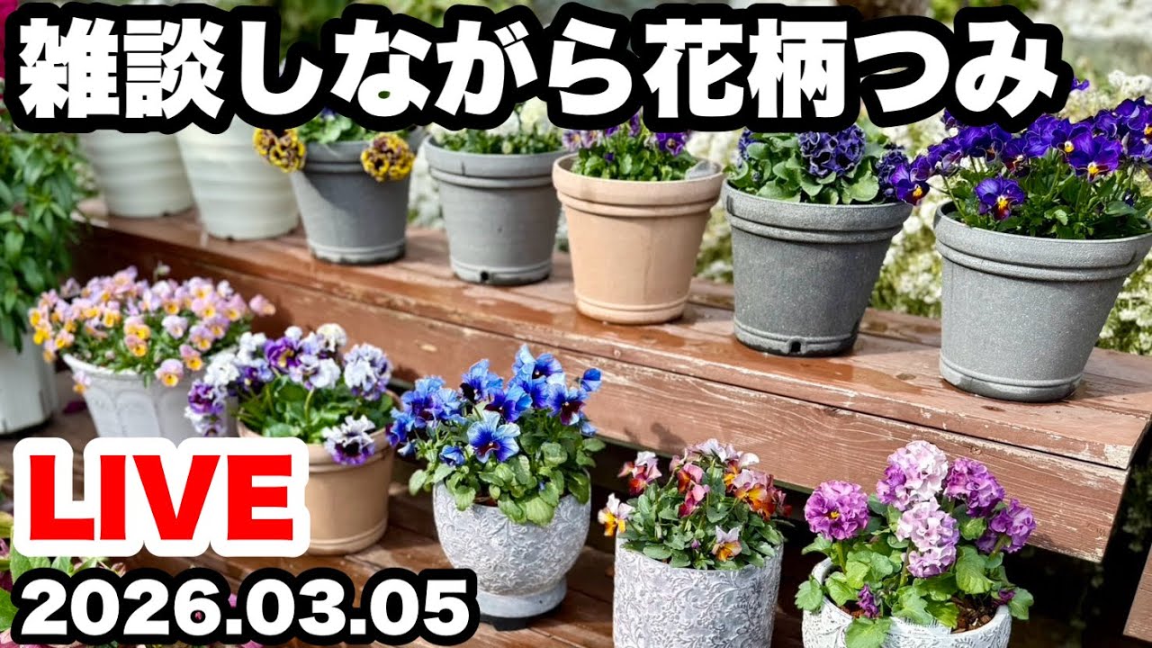 ◆満開のお花と花柄つみLIVE