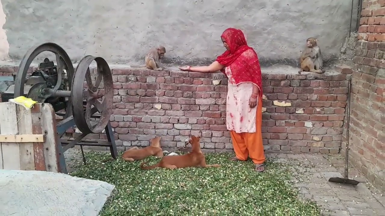 चंगू मंगू🐒 और शेरनी के बच्चों🐕 की दोस्ती करवाते हुए|