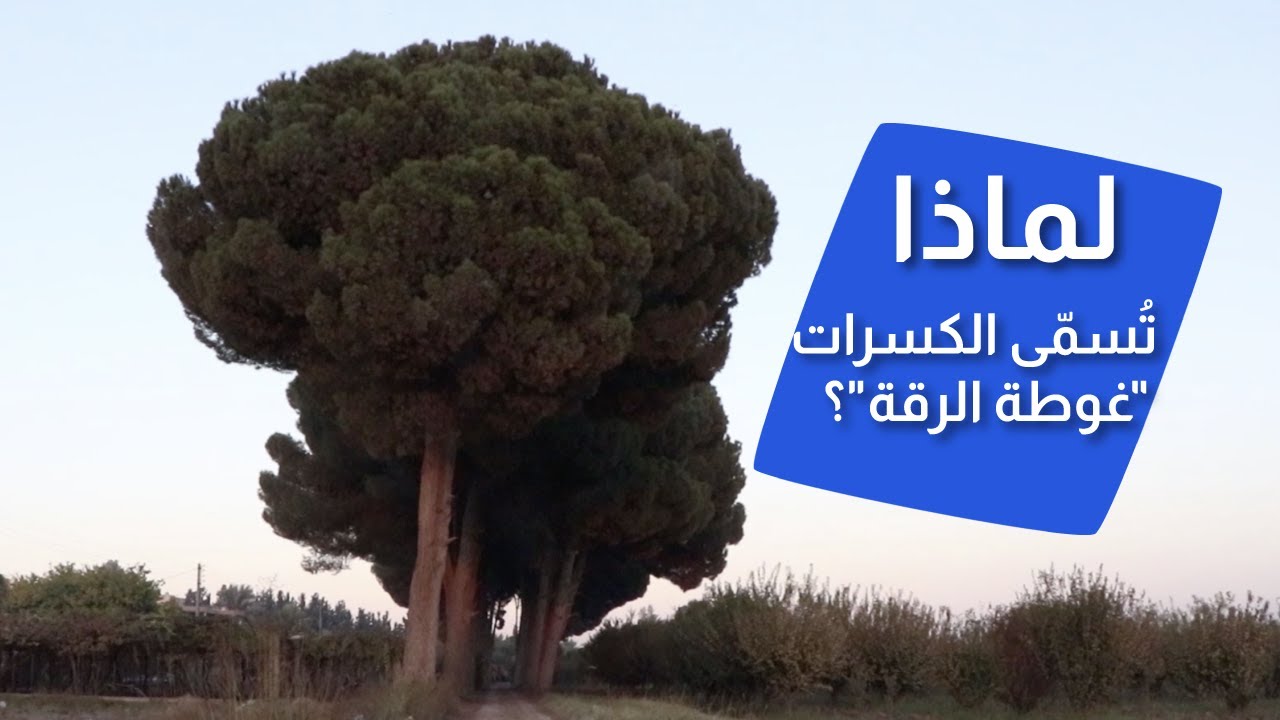 من الرقة للدير - الحلقة 133 - كسرات الرقة