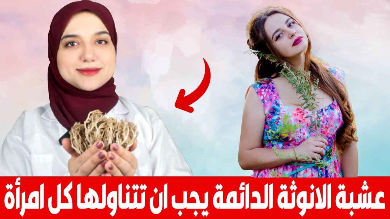 عشبة الانوثة الدائمة /اهم عشبة لعلاج تأخر الانجاب وألام و عدم انتظام الدورةو سن اليأس و تكيس المبايض