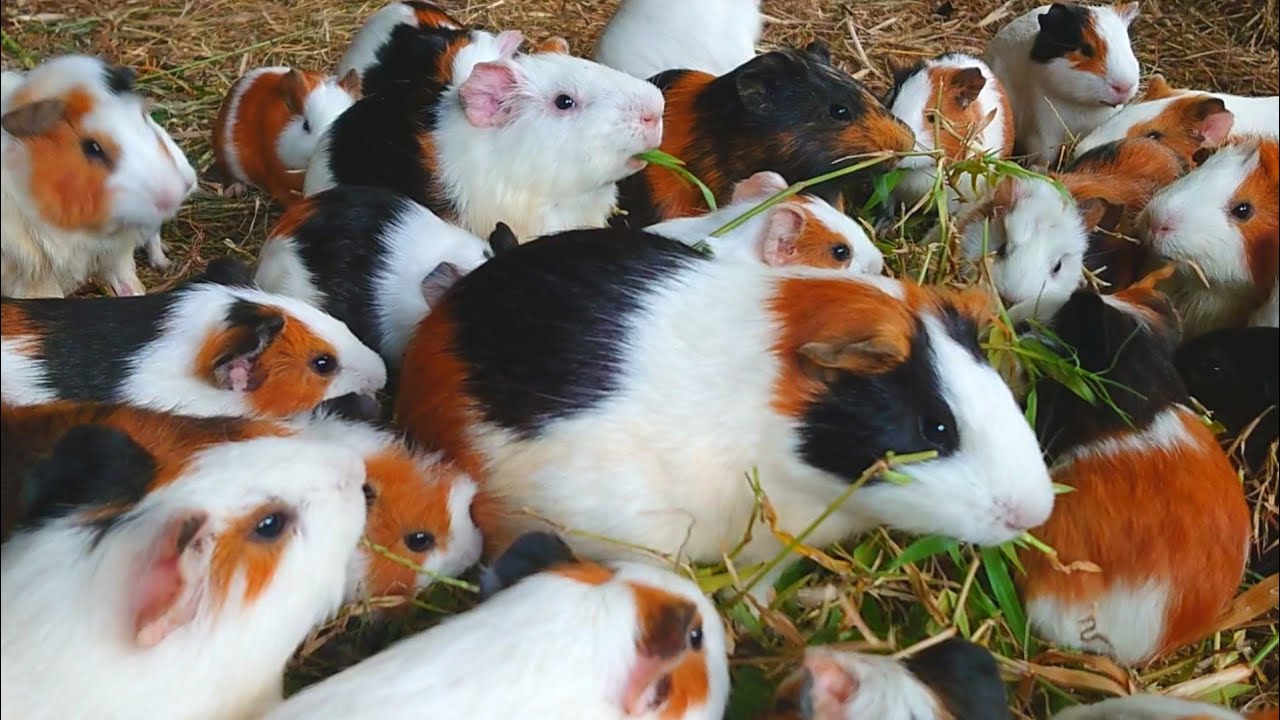 Guinea pigs eating ASMR , baby animals eating asmr , Guinea pig favourite food, Guinea pig videos 