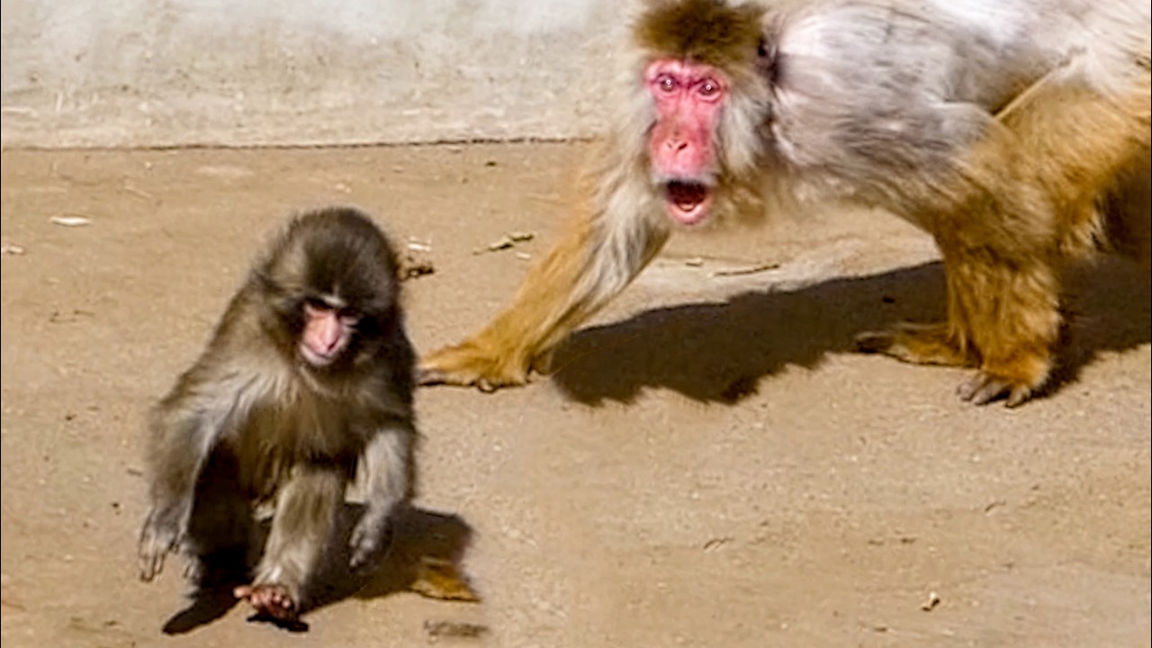 Punch messed up… now he's running from a furious monkey.