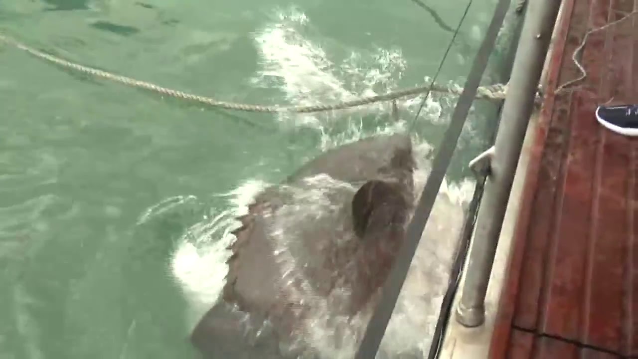 Massive fish attacks