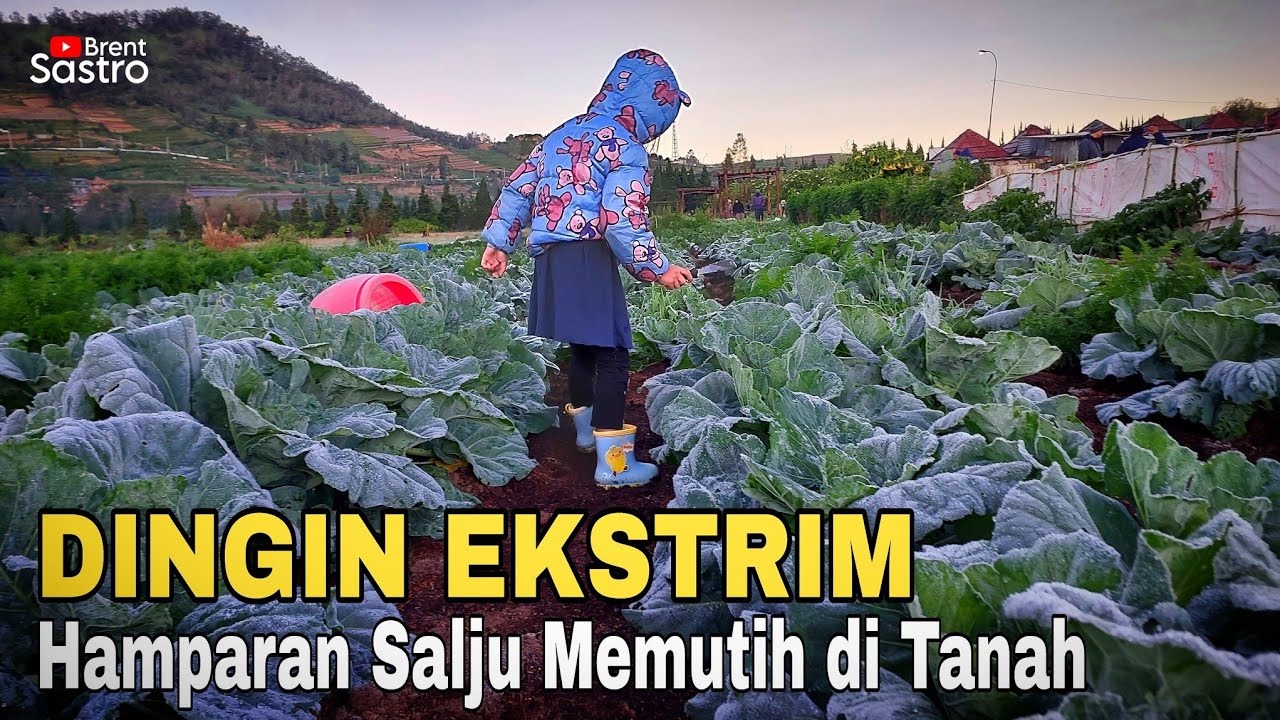 DINGIN EKSTRIM !!! HAMPARAN SALJU MEMUTIH DI TANAH DIENG