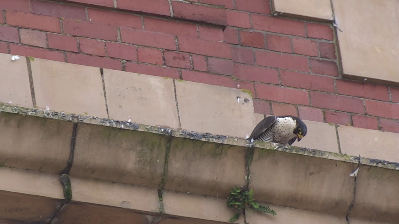 Peregrine falcon, trencherfield mill wigan