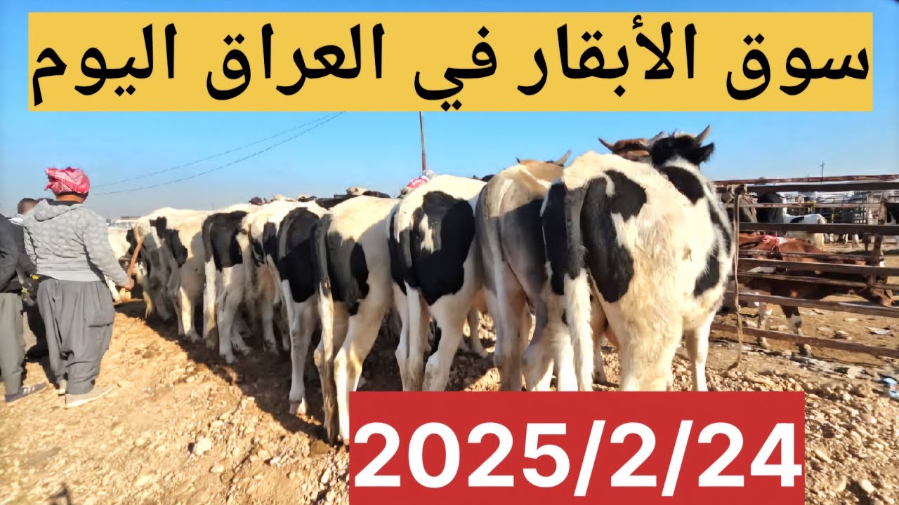 #سوق_الأبقار  في العراق سوق محافظة ديالى وسط العراق