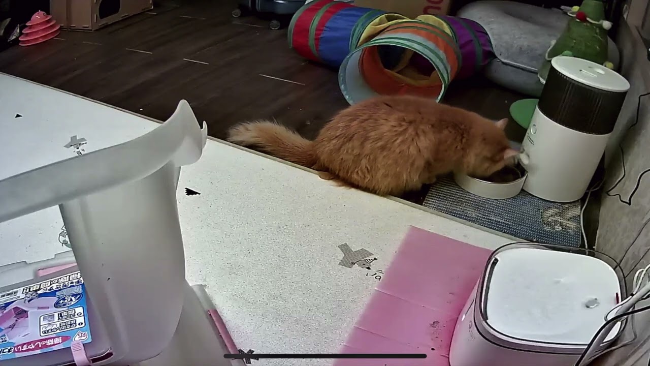 邊吃飯還要邊看後面的傻妮