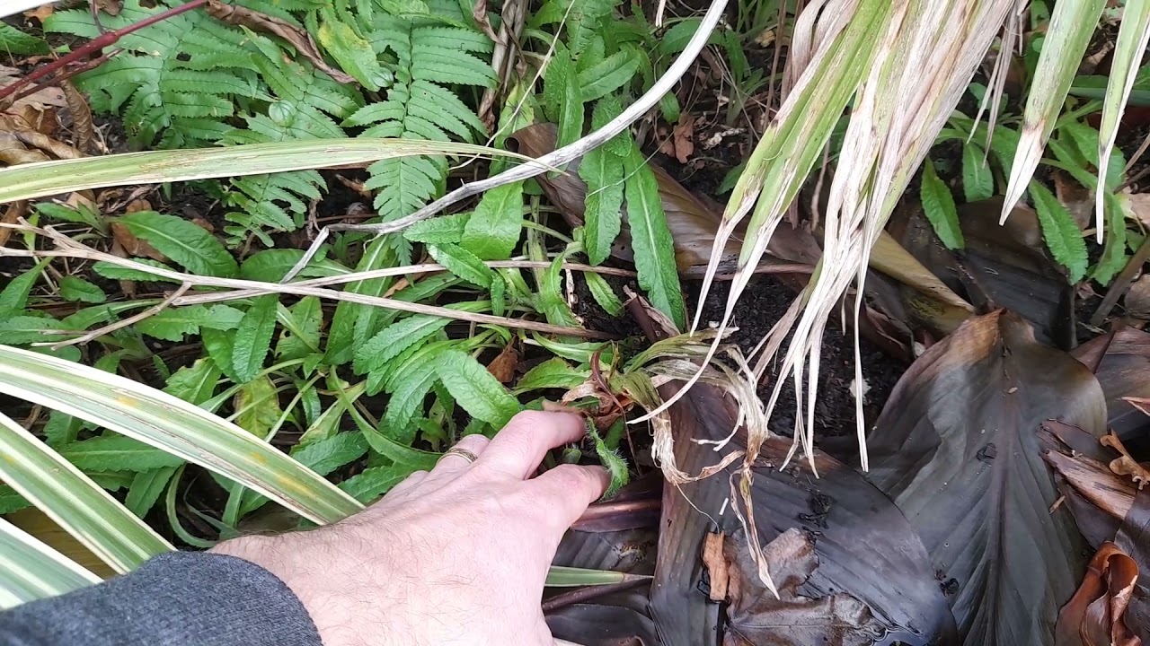 Washingtonia palm hardy? Revisited