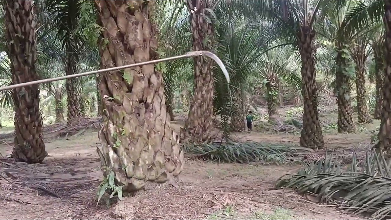 Panen kelapa sawit ladang felda lepar utara  vol 4