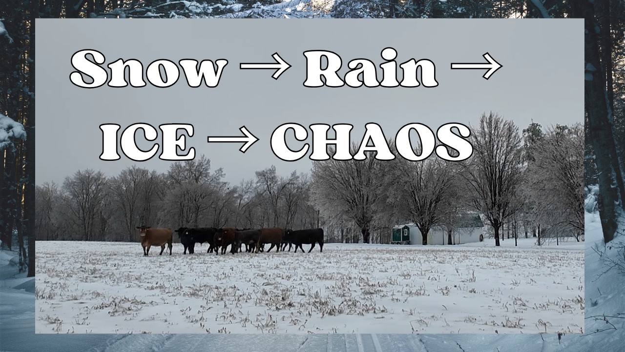 Farm Chaos in the Ice Storm — Cows Out AGAIN!