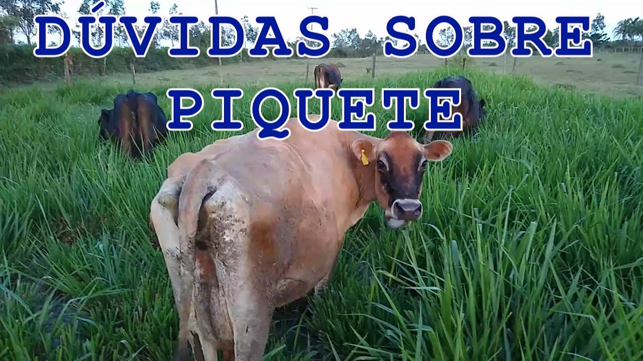 QUANTAS VACAS DEVO COLOCAR EM CADA PIQUETE?? - Dúvidas sobre piquete #2