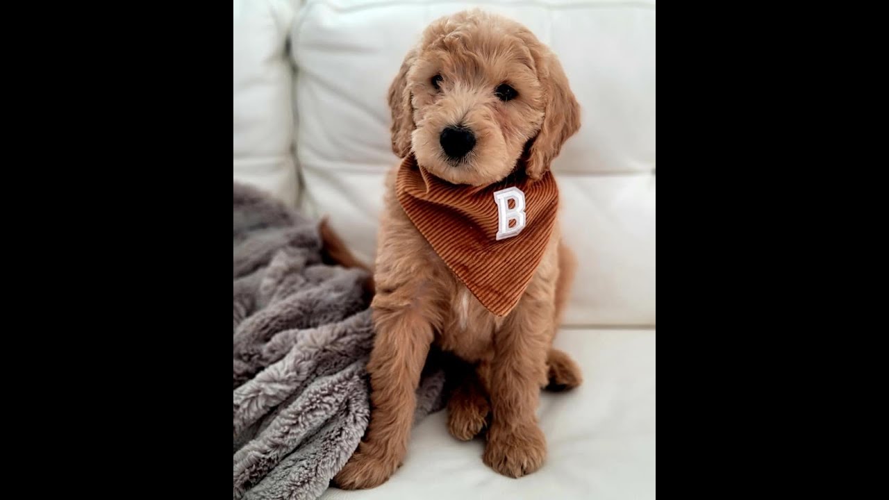 Giving a Goldendoodle puppy a Bath