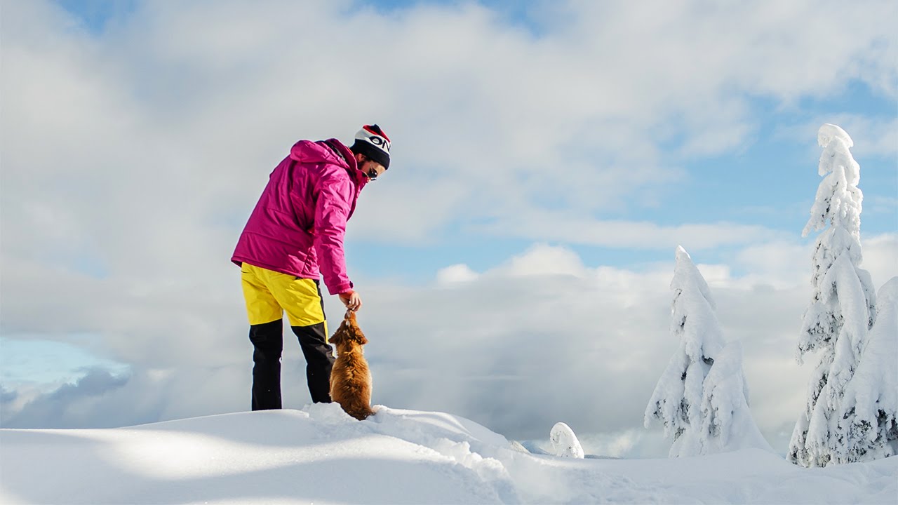 Nova Scotia Duck Tolling Retriever Puppy Playing In The Snow, Alfie's Paradise