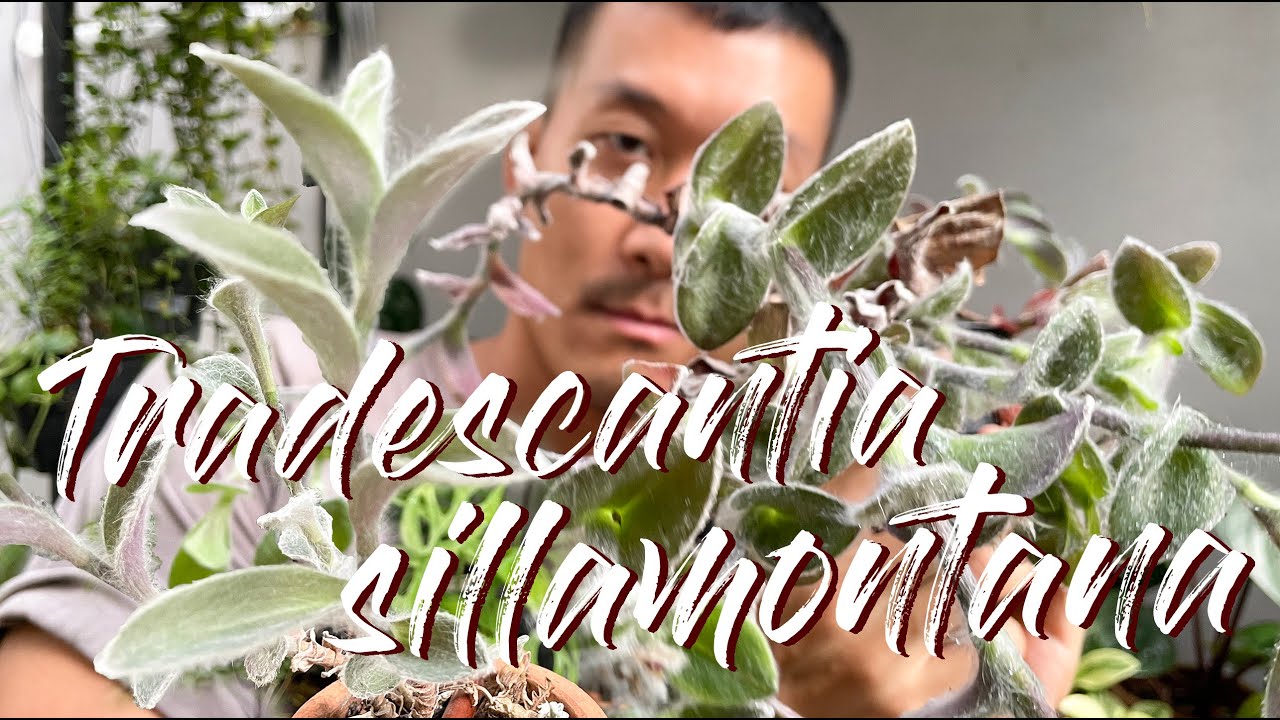 Tradescantia Sillamontana Care Tips and Propagation - WITH UPDATES!