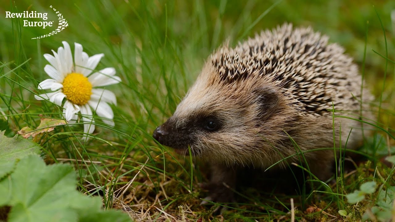 Join us on World Rewilding Day! Are you #ReadyToRewild?