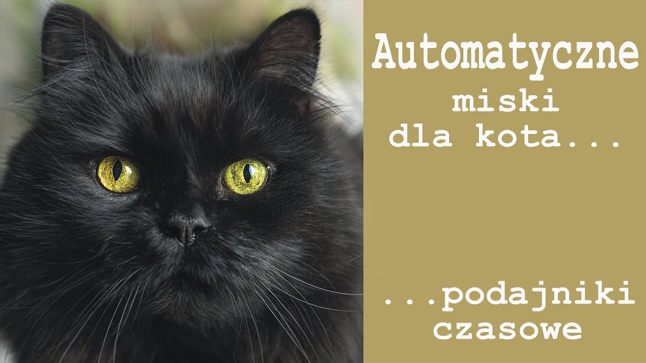 Automatyczne miski dla kota / podajniki czasowe.