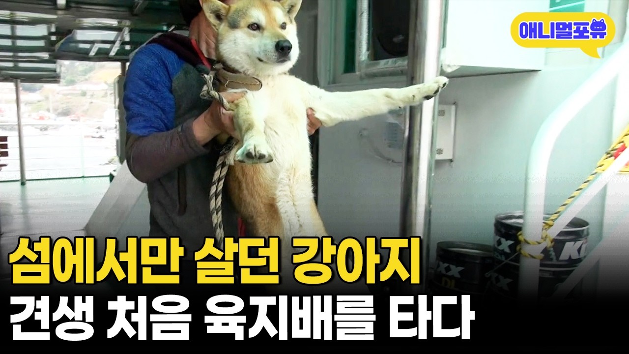 욕지도 마스코트 복돌이가 처음 육지배 타면 생기는 일ᄏᄏᄏㅣKBS 동물극장 단짝 150504 방송