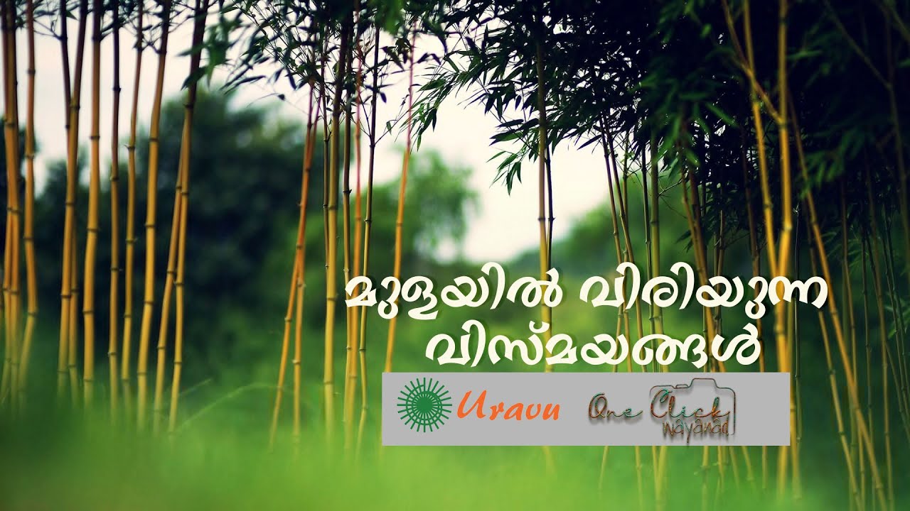 മുളയിൽ വിരിയുന്ന വിസ്മയങ്ങൾ | URAVU WAYANAD  | Sustainable Livelihoods | Rural Empowerment