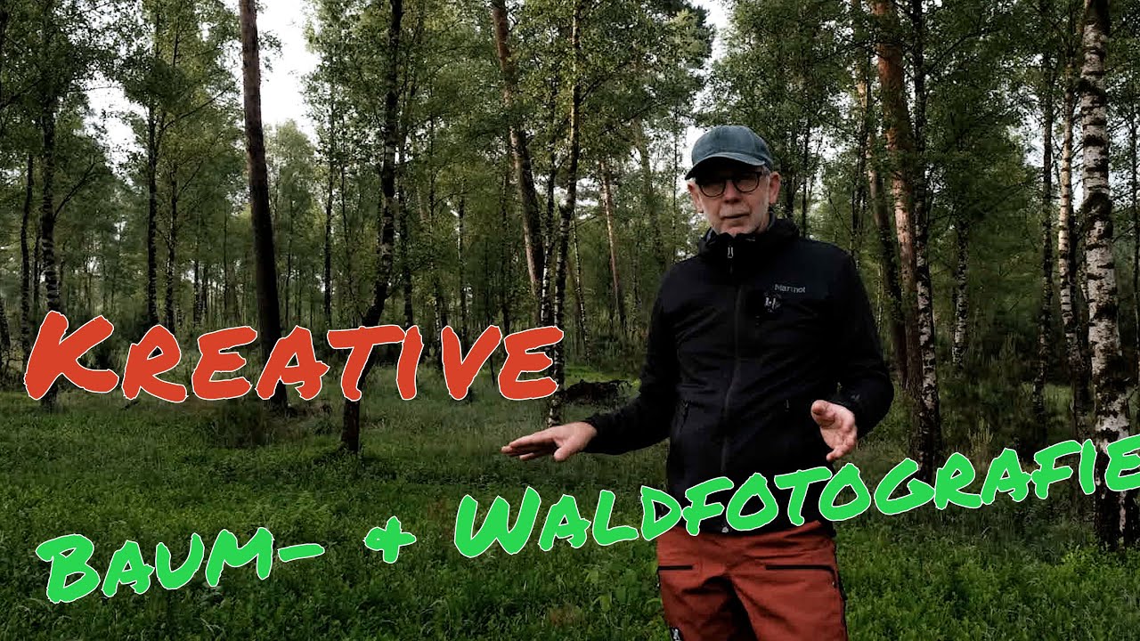 Kreative Waldfotografie & Baumfotografie | Landschaftsfotografie