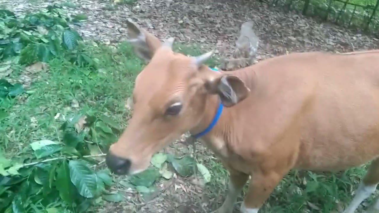 Sapi Bali Dara Umur 15 Bulan || #Ternak #Umbaran