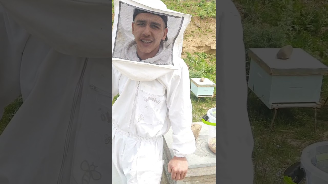 الطرود المبكر افضل بكثير من الطرود العادية و افضل من الخلية الام.