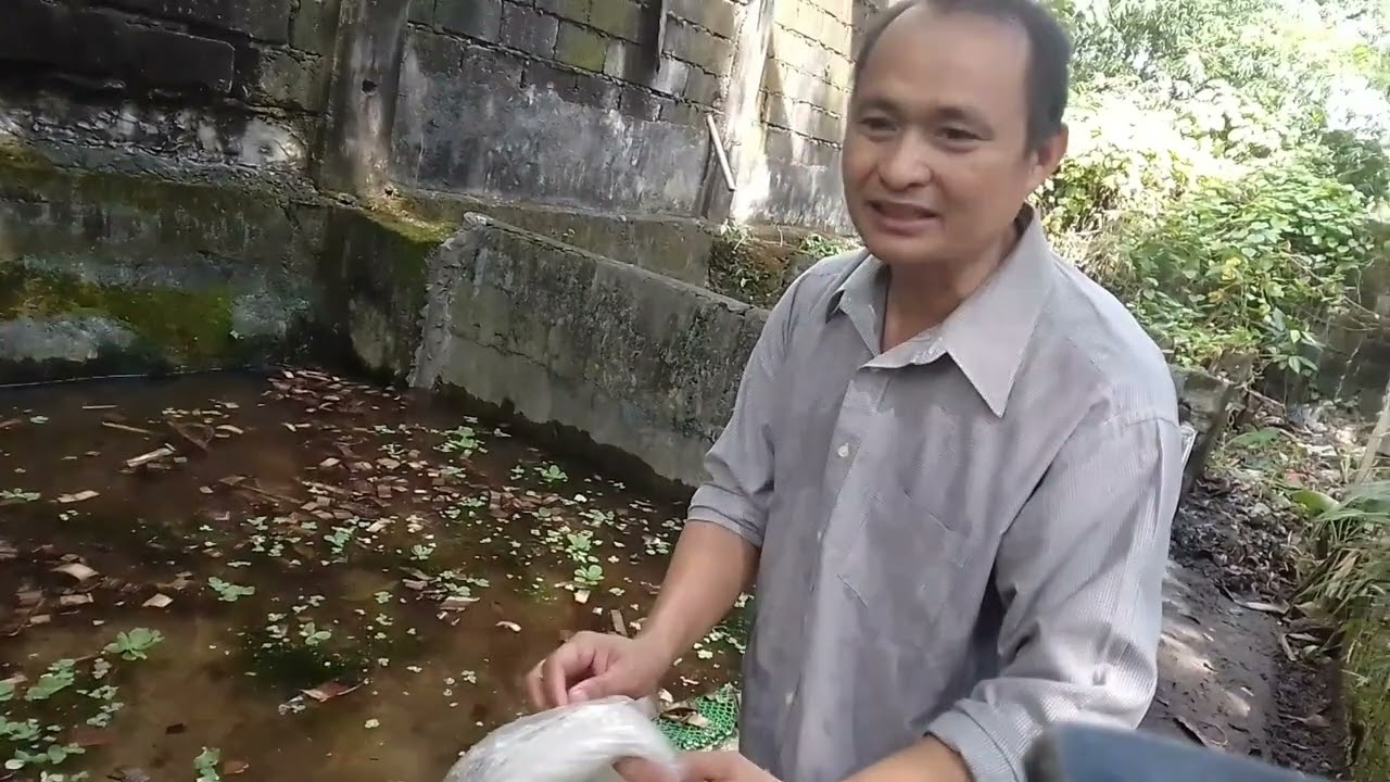 Vanamie Shrimp at a Concrete pond
