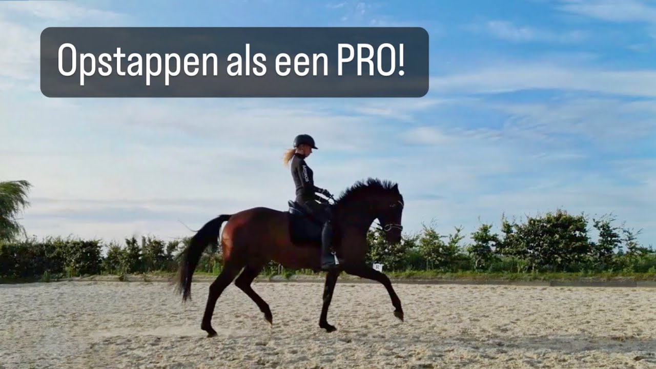 Zo leer jij jouw paard INPARKEREN!
