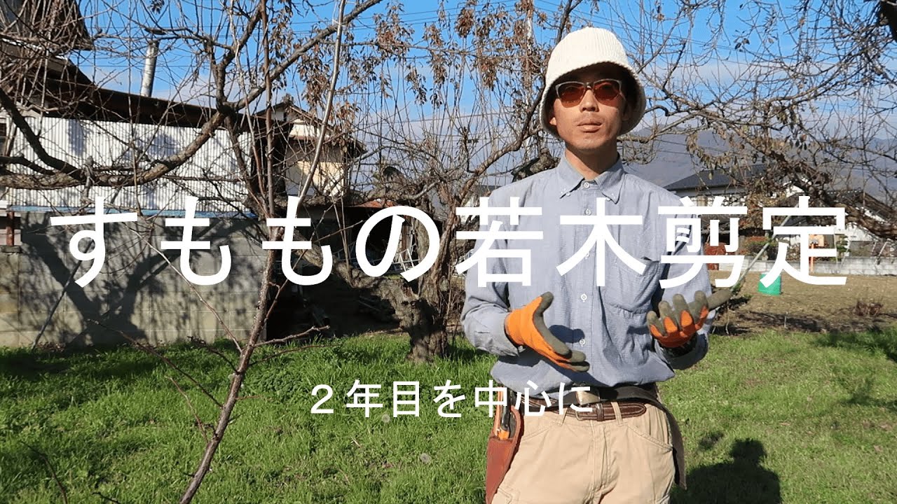 すももの若木の剪定　2年目を中心に