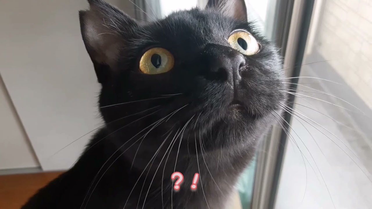 黒猫とはじめての雨の日