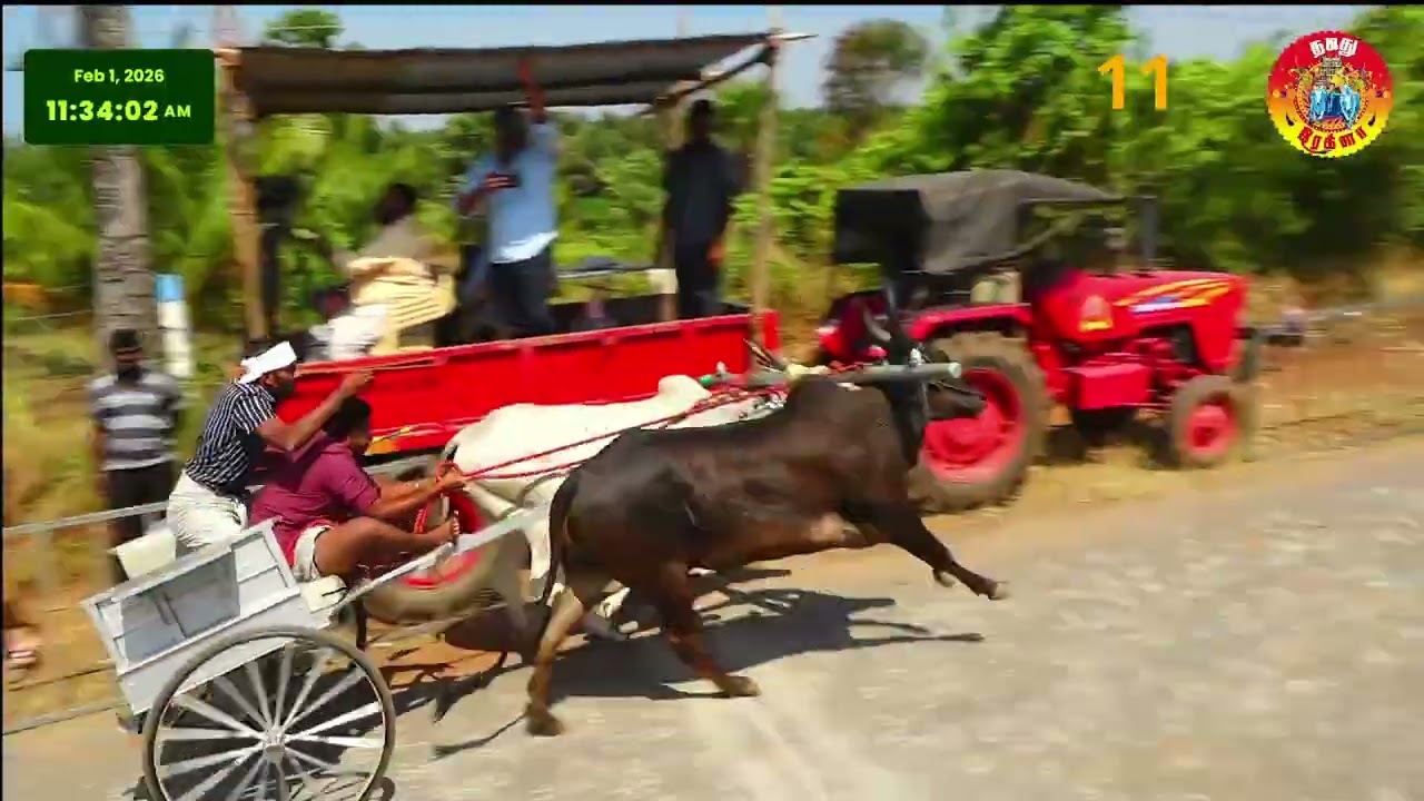 வெற்றி பெற்ற 300 மீ. முத்தூர் காளைகள்