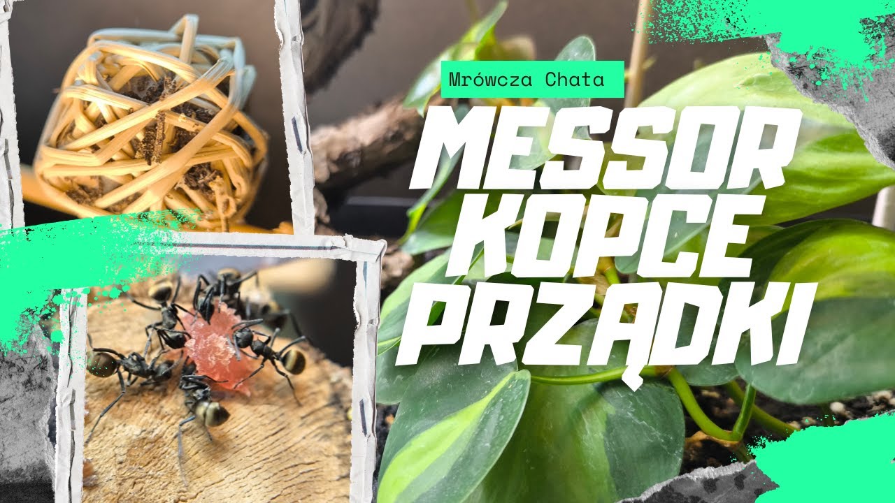 Prządki 🐜Messor  🐜i Formica Rufa 🐜- Takie tam mrówcze pitolenie xD