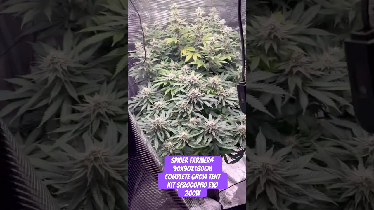 Spider Farmer&reg; 90X90X180cm Complete Grow Tent Kit SF2000PRO EVO 200W  #crazybud #420 #growled