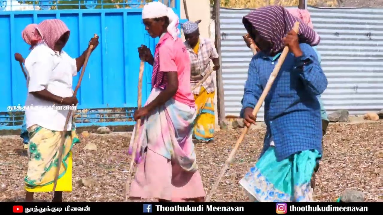 இவ்வளவு குறைவான விலையில் தூத்துக்குடி கருவாடு கிடைக்கும்  You can get Tuticorin Garuvadu at such