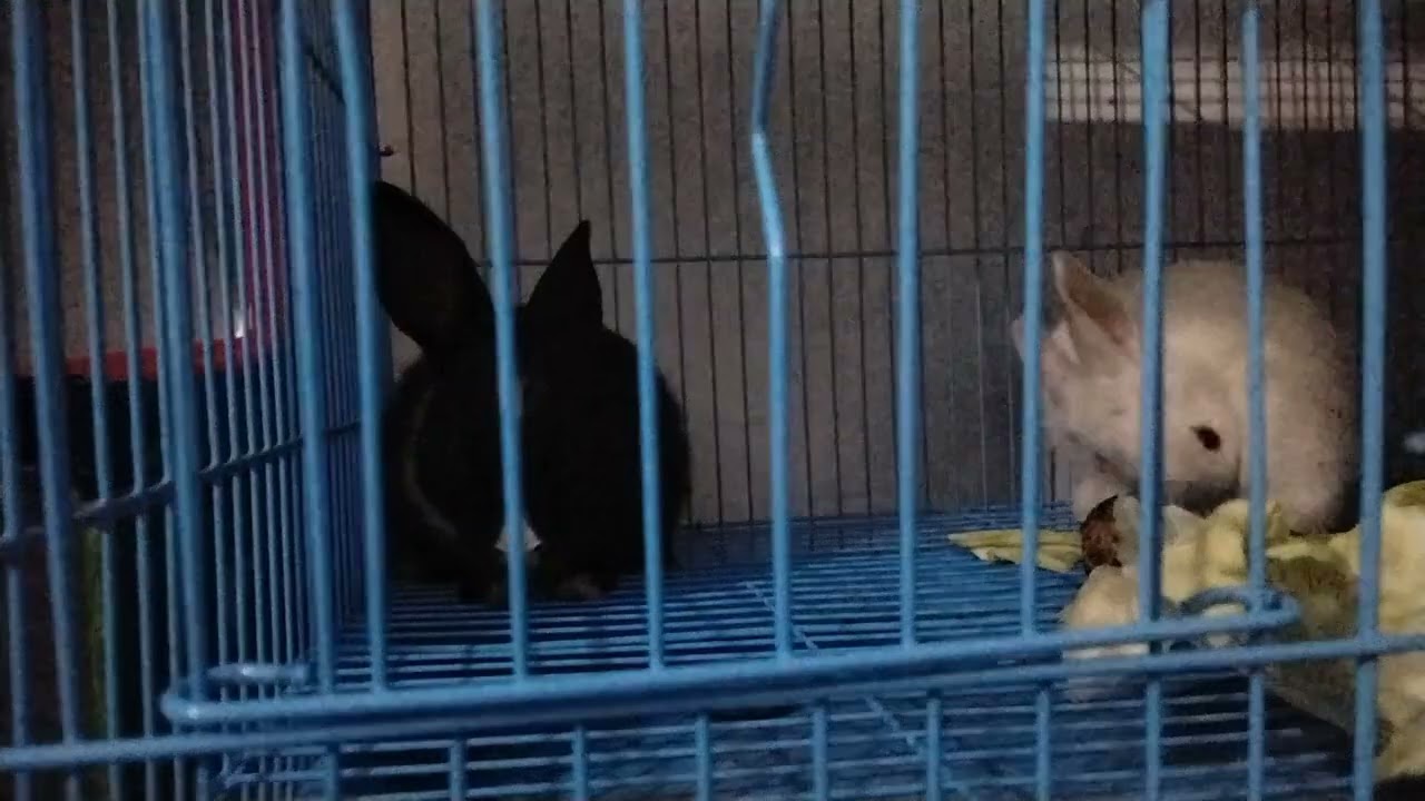 Rabbit 🐇🐇 baby rabbit Masti at home 🏠🏠