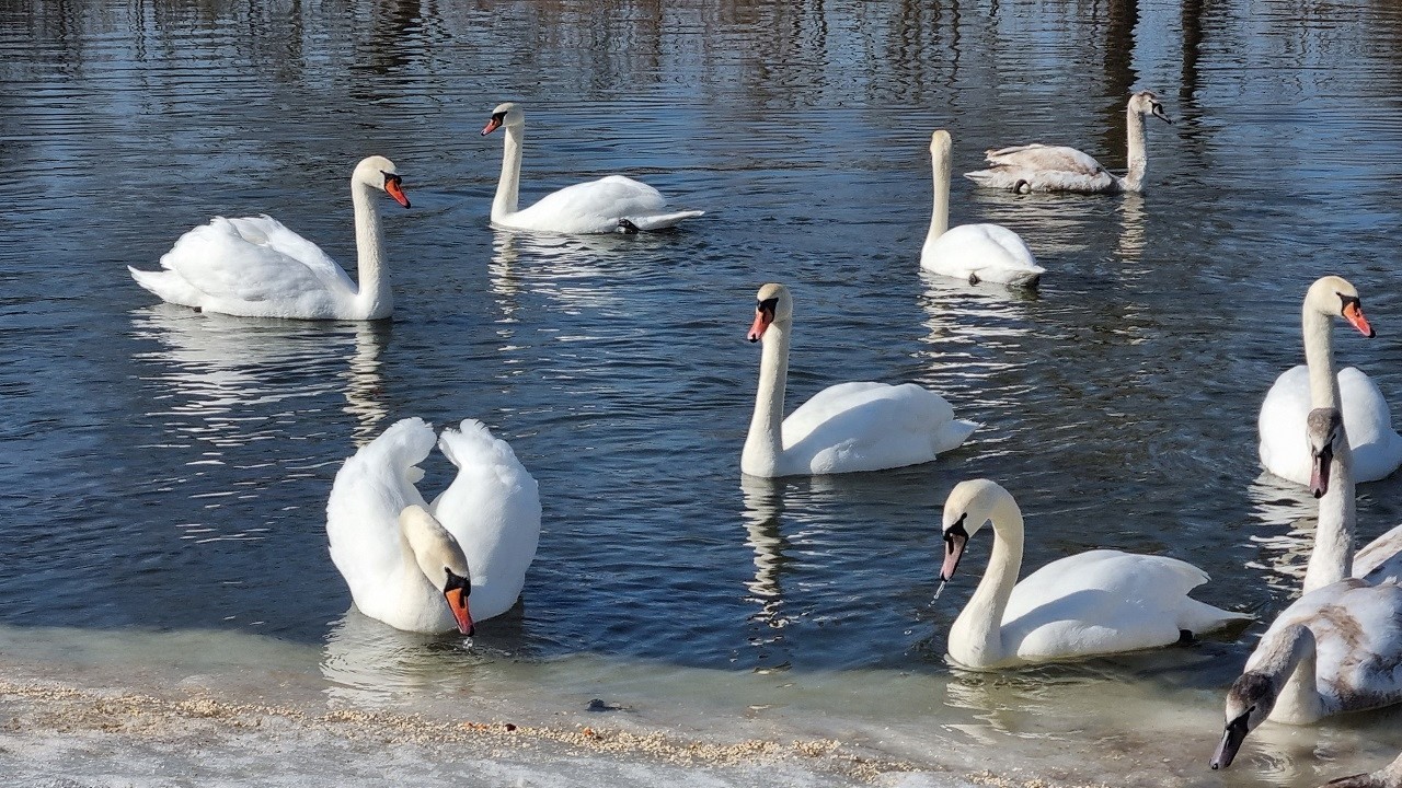 No matter how you look at it, spring has already arrived. Beautiful music and swans!